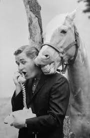 mr ed.jpg