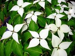 cornus.jpg